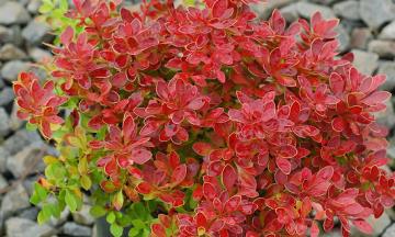Tree Frog Trees